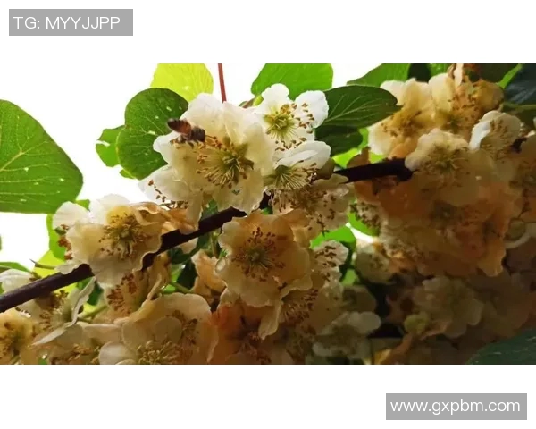 聚焦羽毛球：探讨上海羽毛球队默契配合与战术协作的成功之道